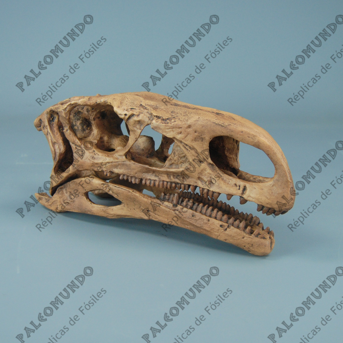 Plateosaurus engelhardti