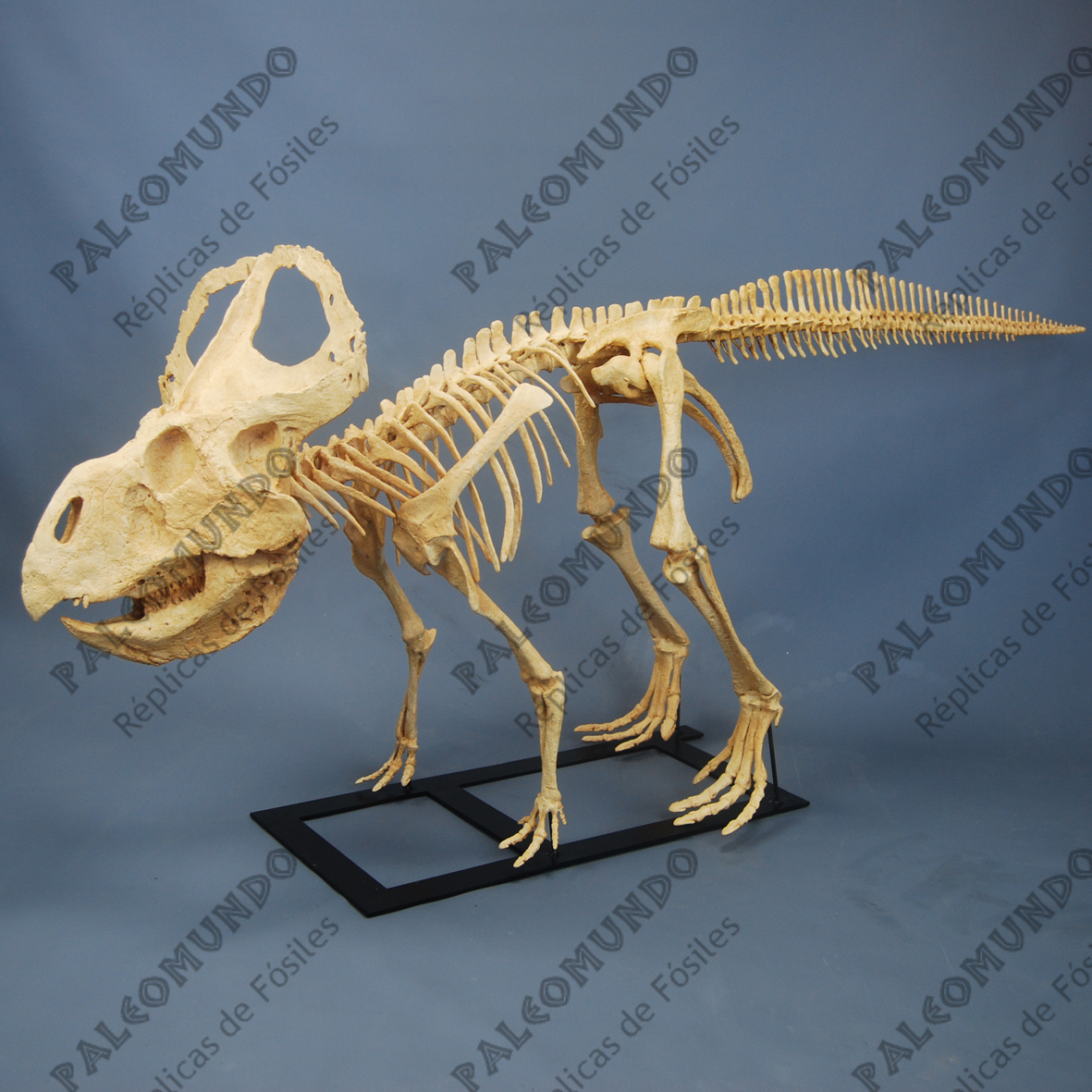Protoceratops andrewsi