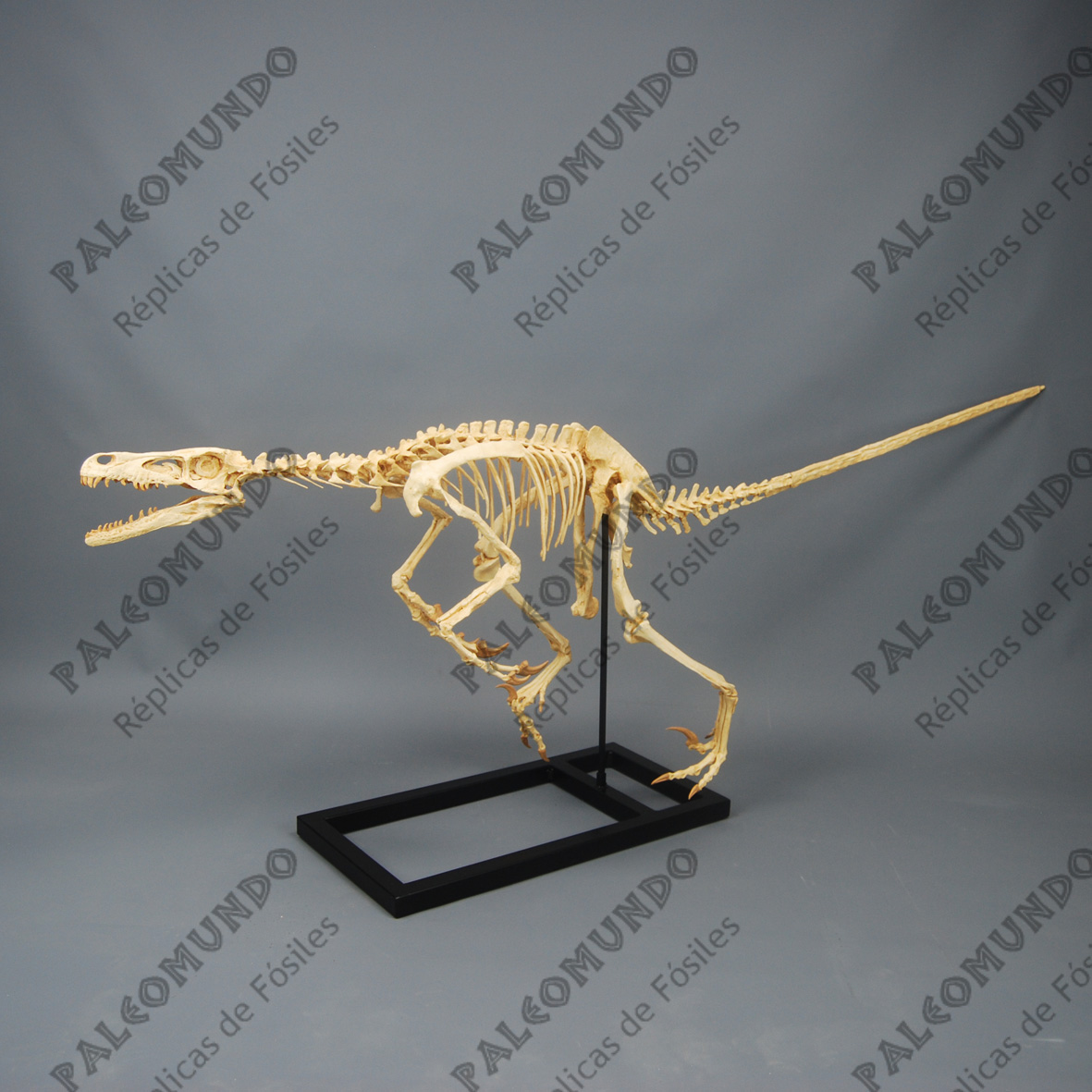 Velociraptor mongoliensis