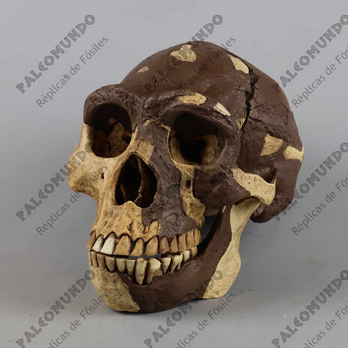 Homo erectus pekinensis