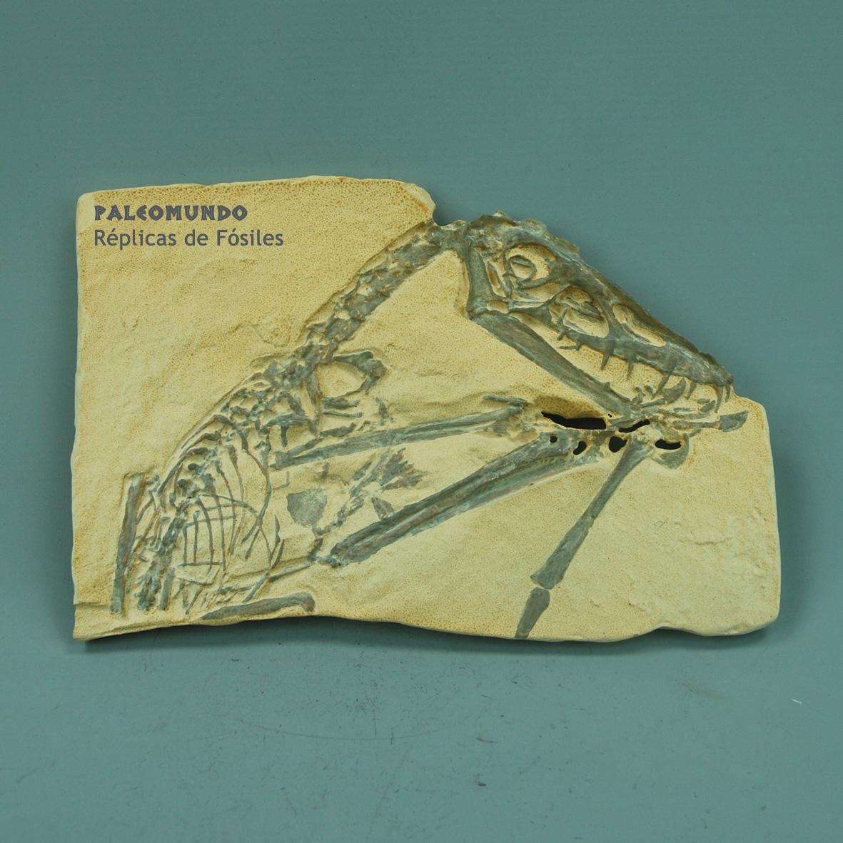 Scaphognathus crassirostris