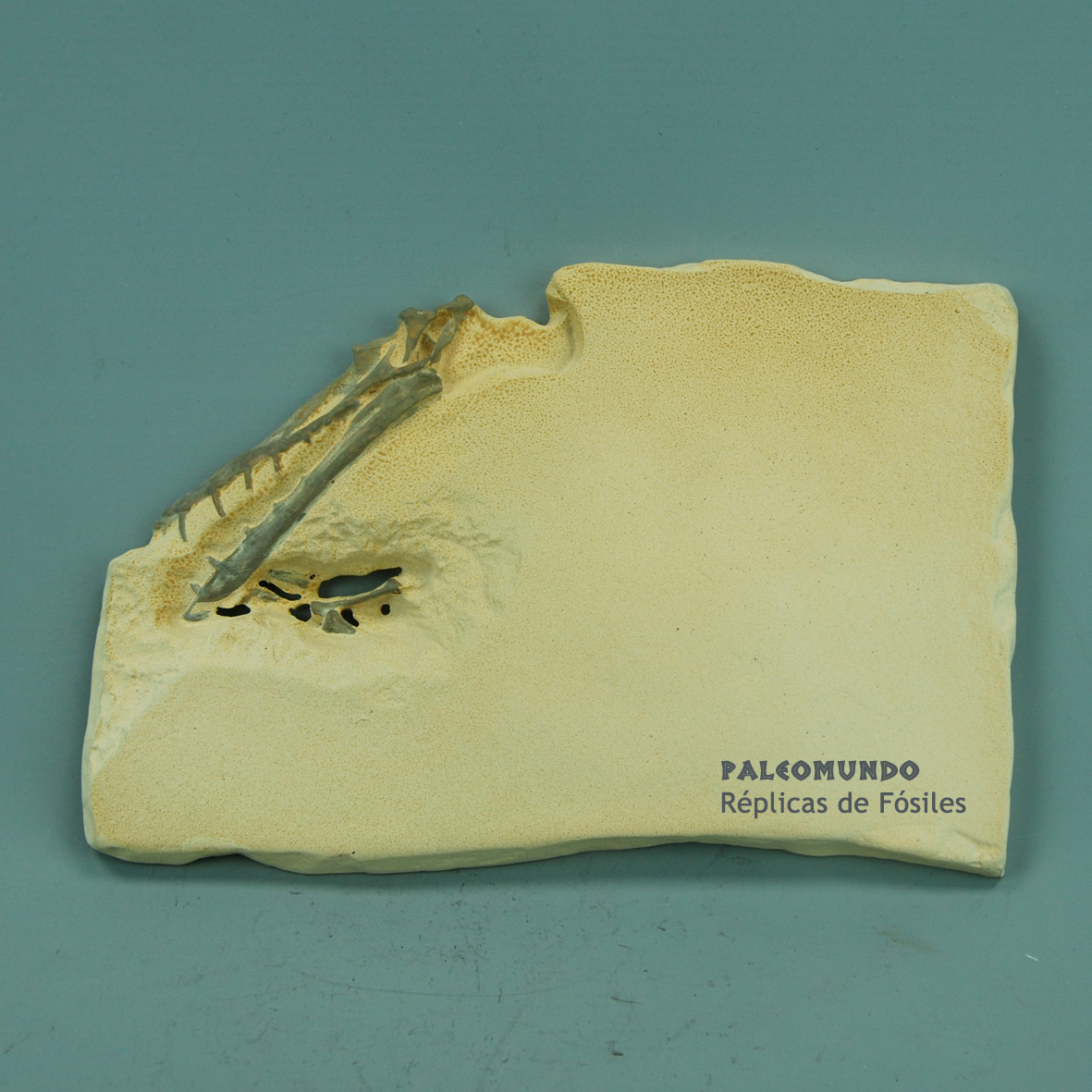 Scaphognathus crassirostris