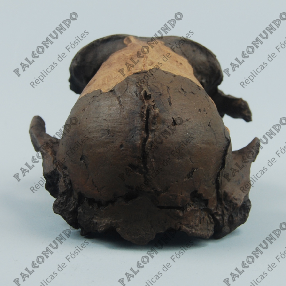 Australopithecus boisei