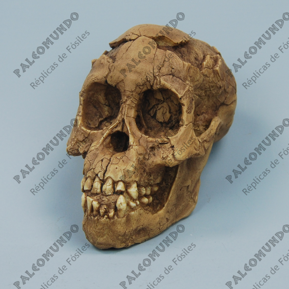 Australopithecus afarensis