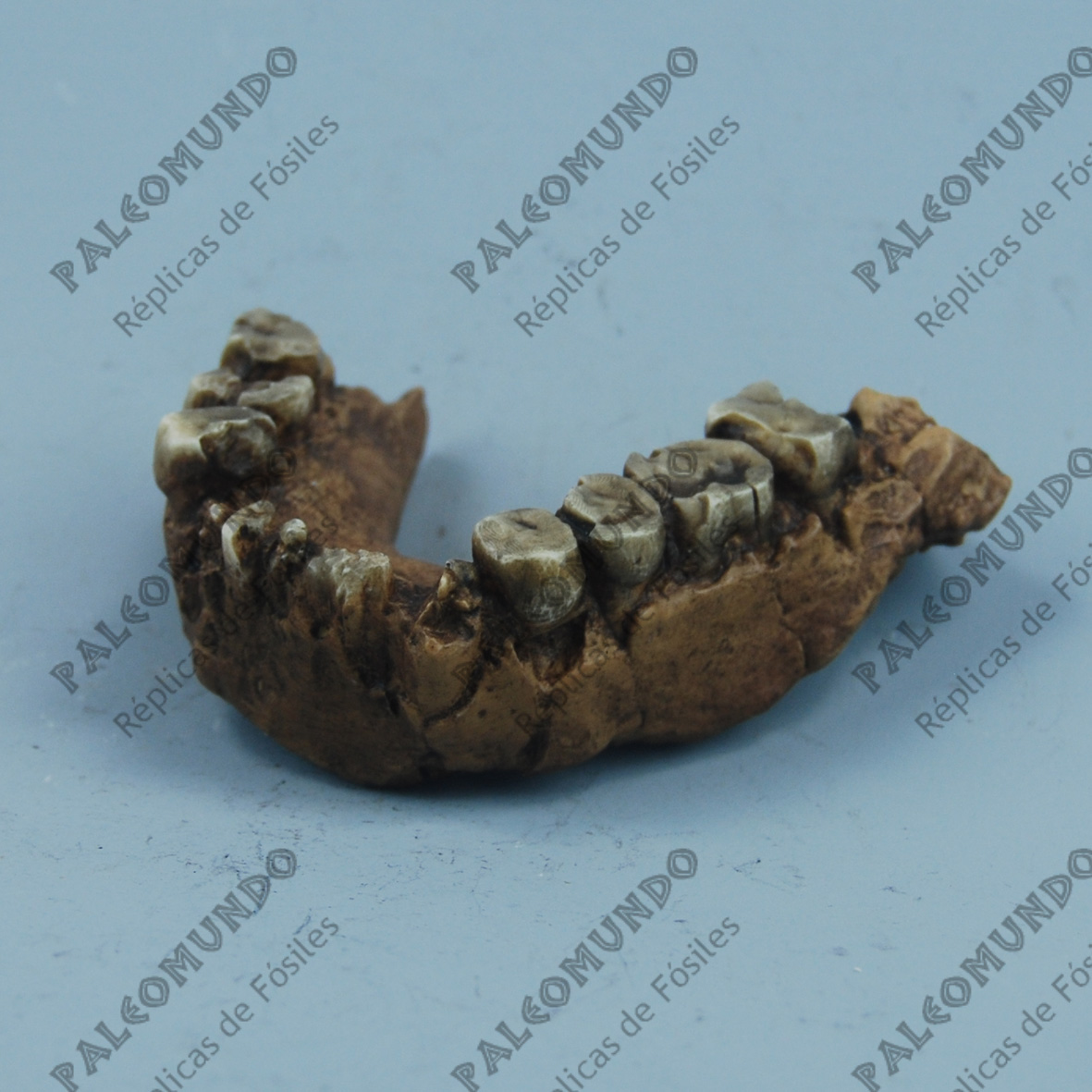 Paranthropus aethiopicus