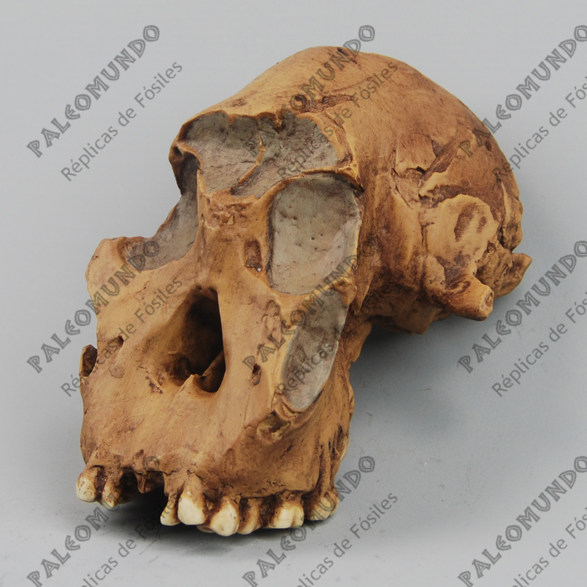 Paranthropus boisei