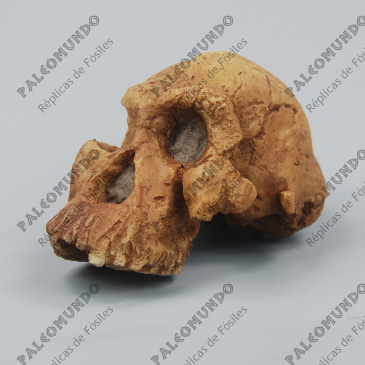 Australopithecus anamensis