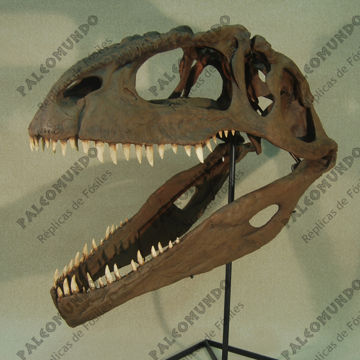 Giganotosaurus carolinii