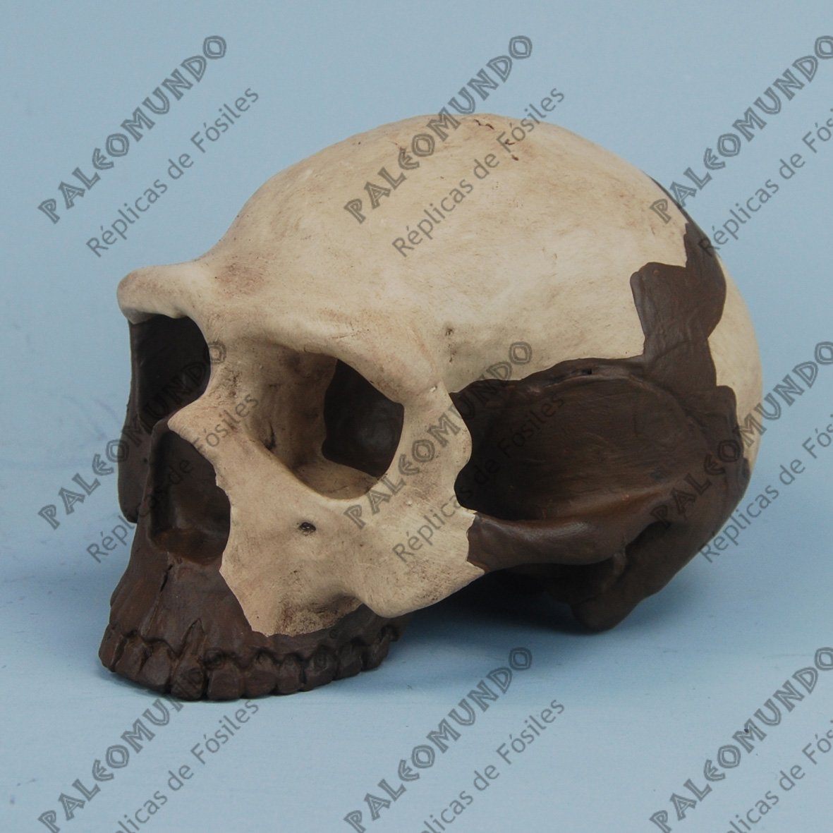 Homo erectus