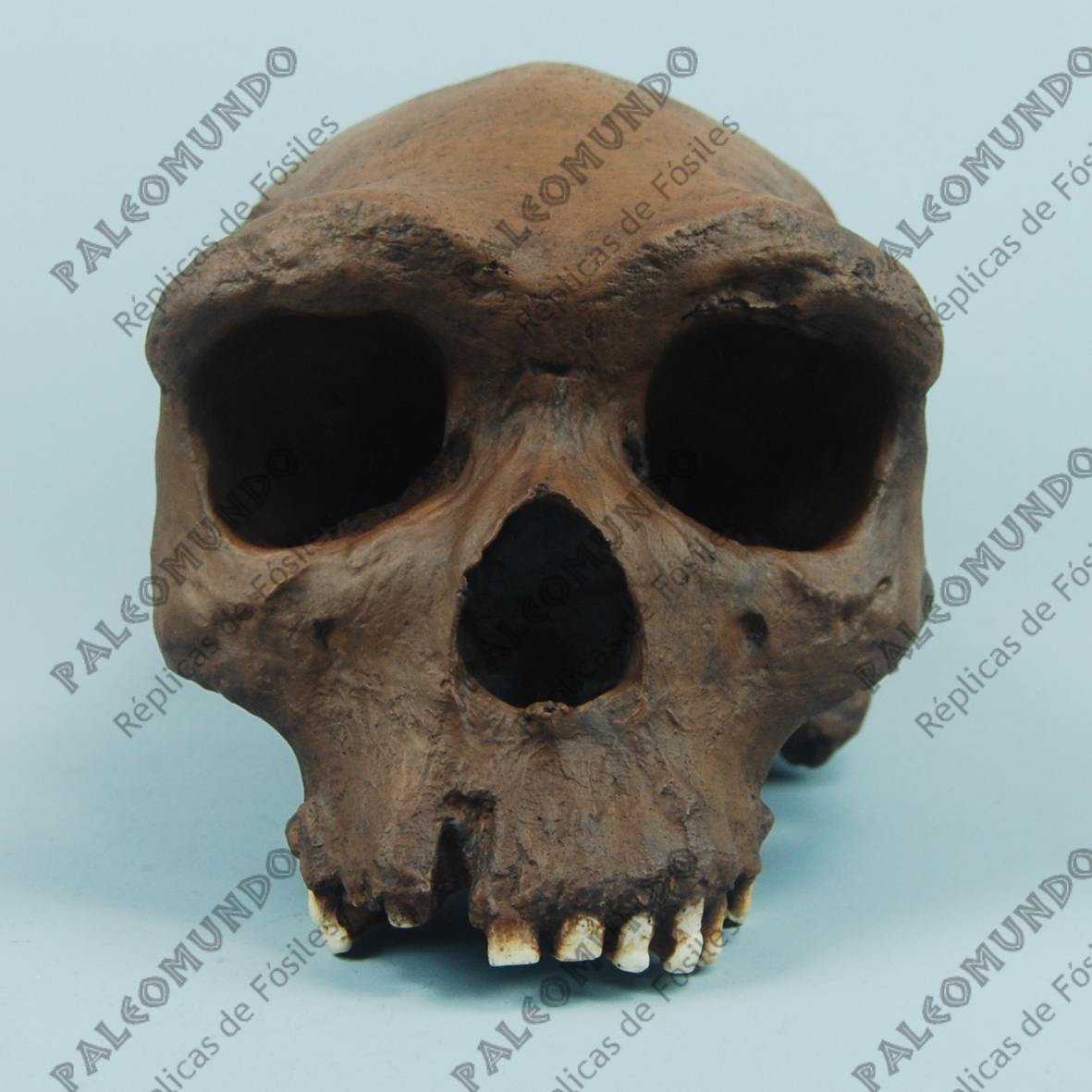 Homo heidelbergensis