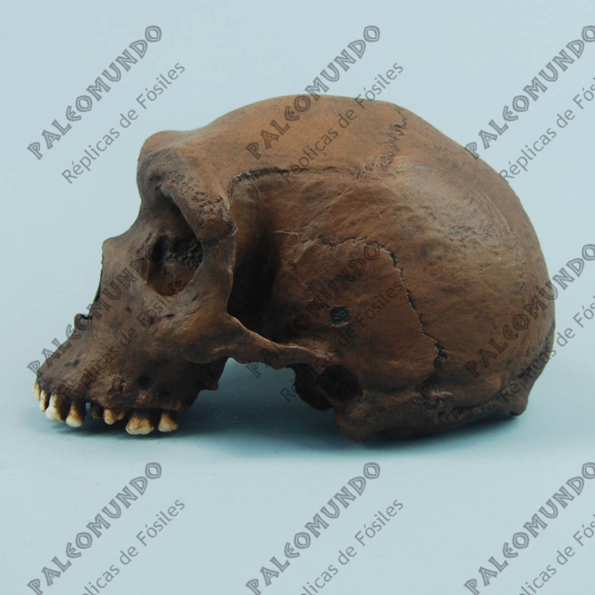Homo heidelbergensis