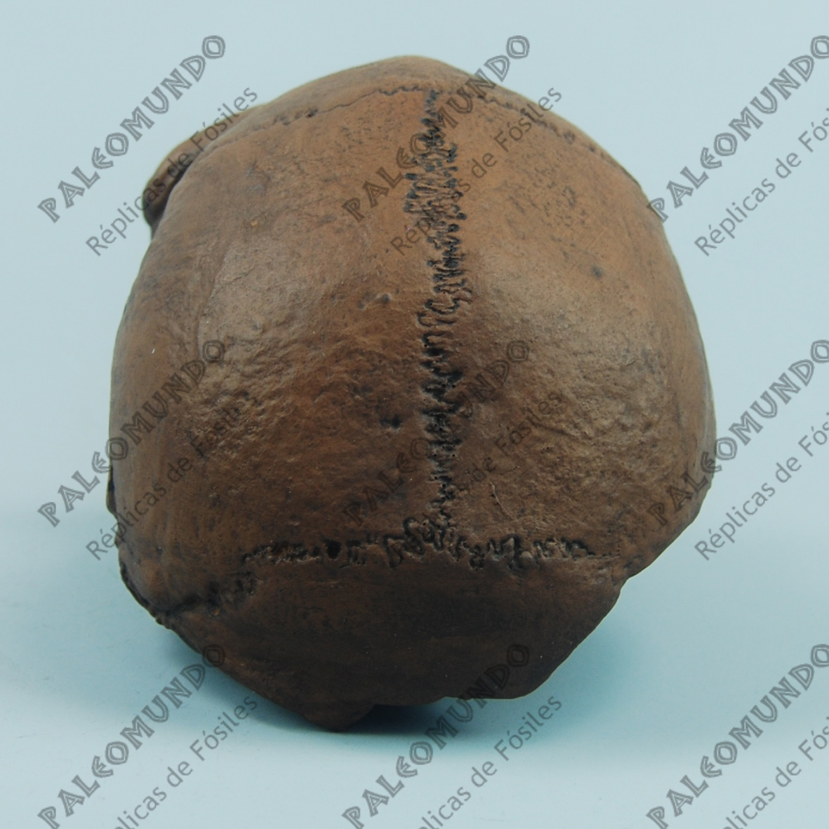 Homo heidelbergensis