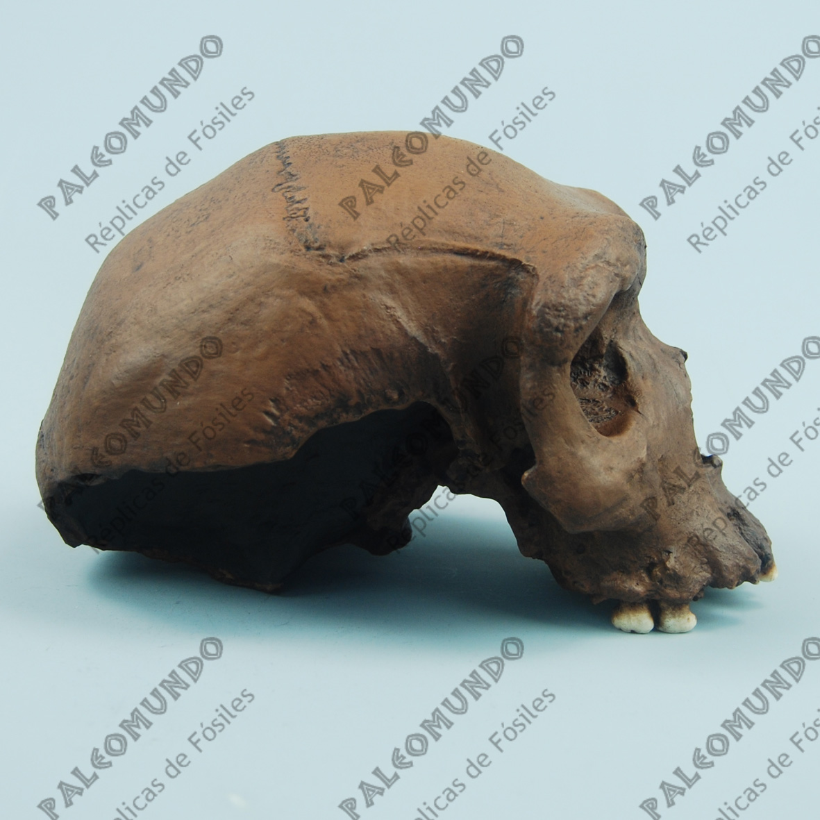 Homo heidelbergensis