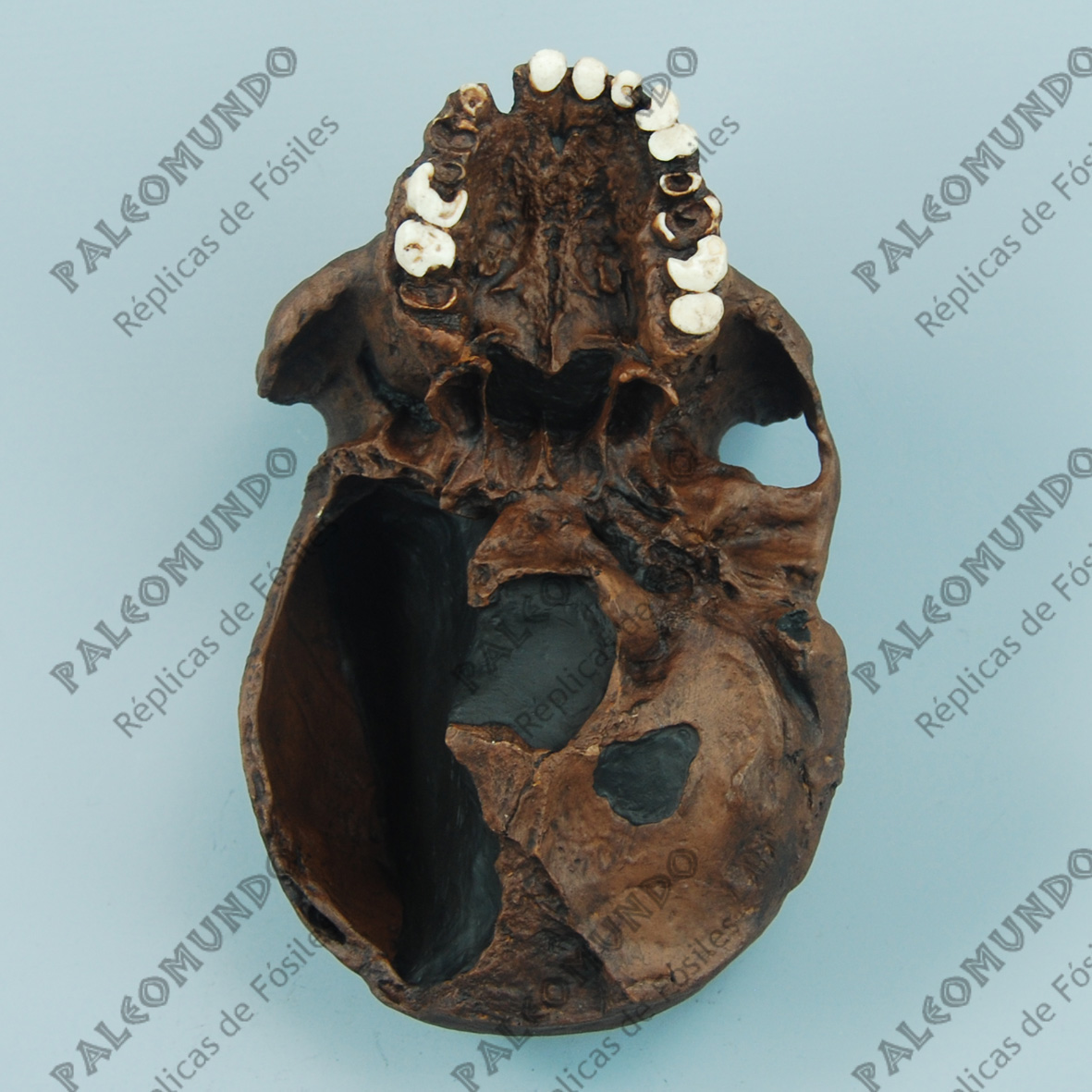 Homo heidelbergensis