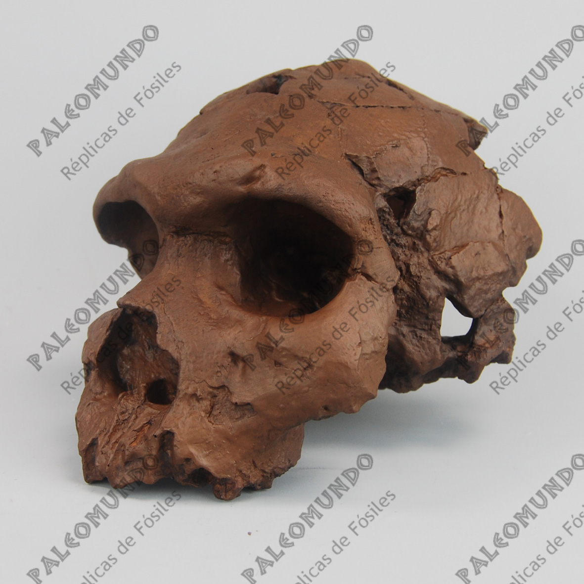 Homo heidelbergensis ( El hombre de Bodo)
