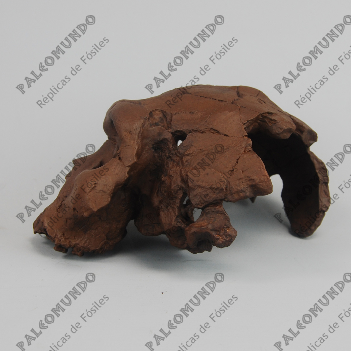 Homo heidelbergensis ( El hombre de Bodo)