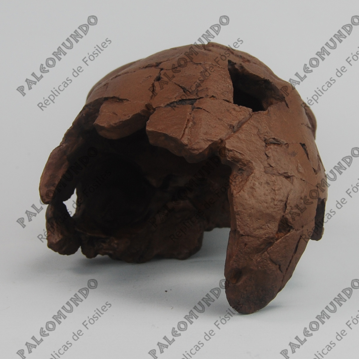 Homo heidelbergensis ( El hombre de Bodo)