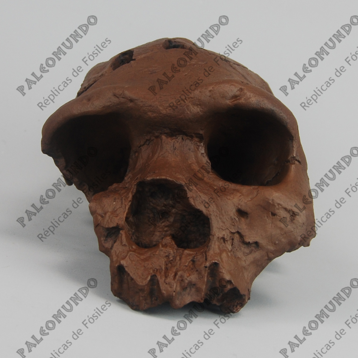 Homo heidelbergensis ( El hombre de Bodo)