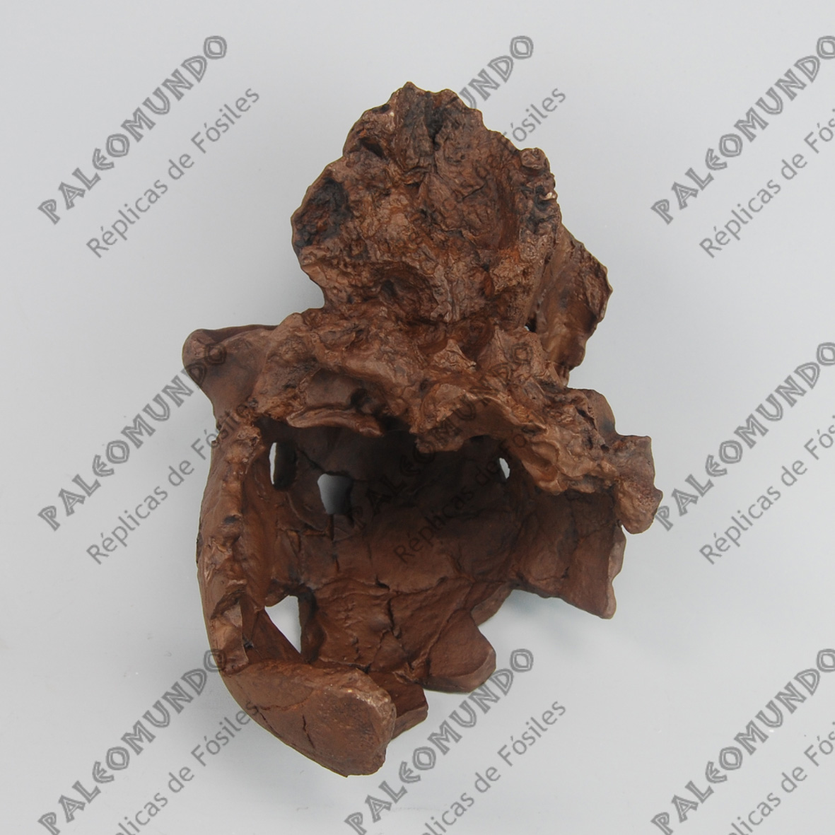 Homo heidelbergensis ( El hombre de Bodo)