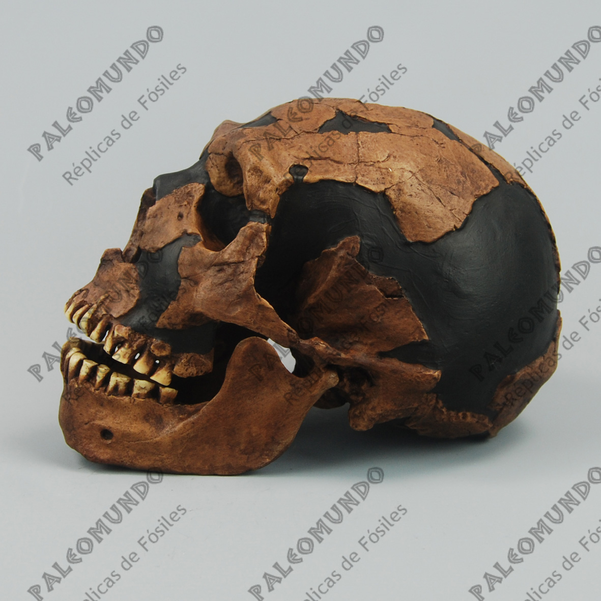 Homo neanderthalensis