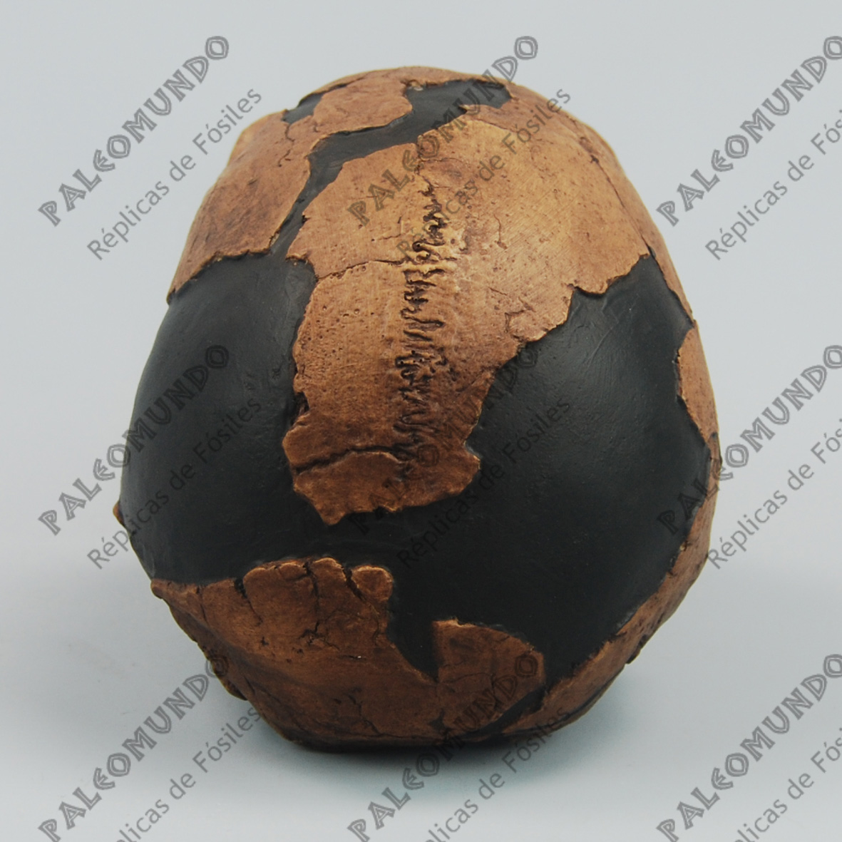 Homo neanderthalensis