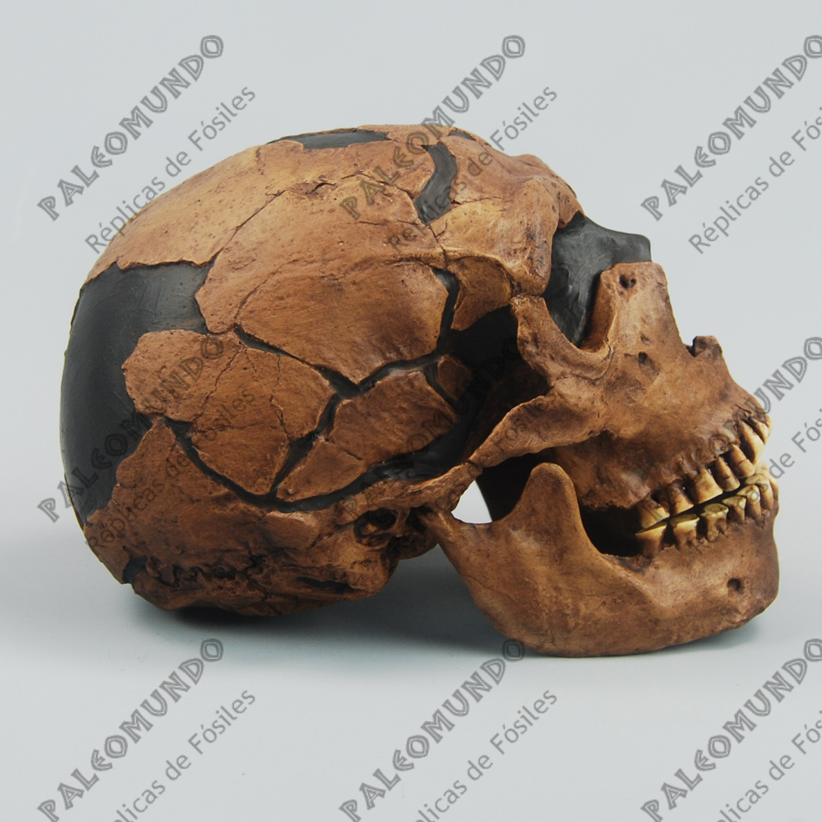 Homo neanderthalensis