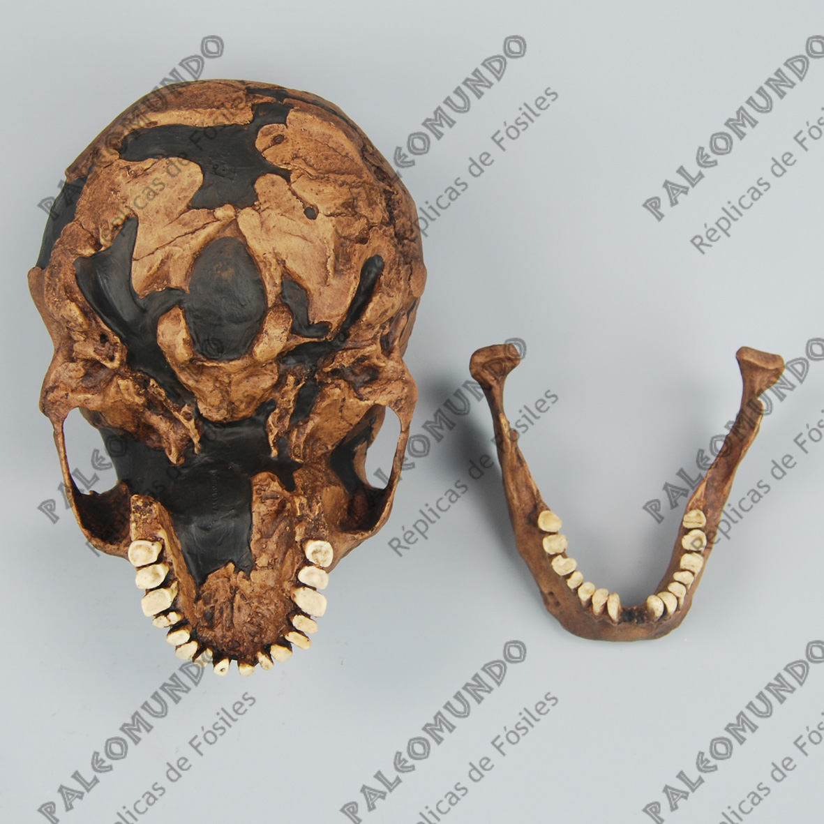 Homo neanderthalensis