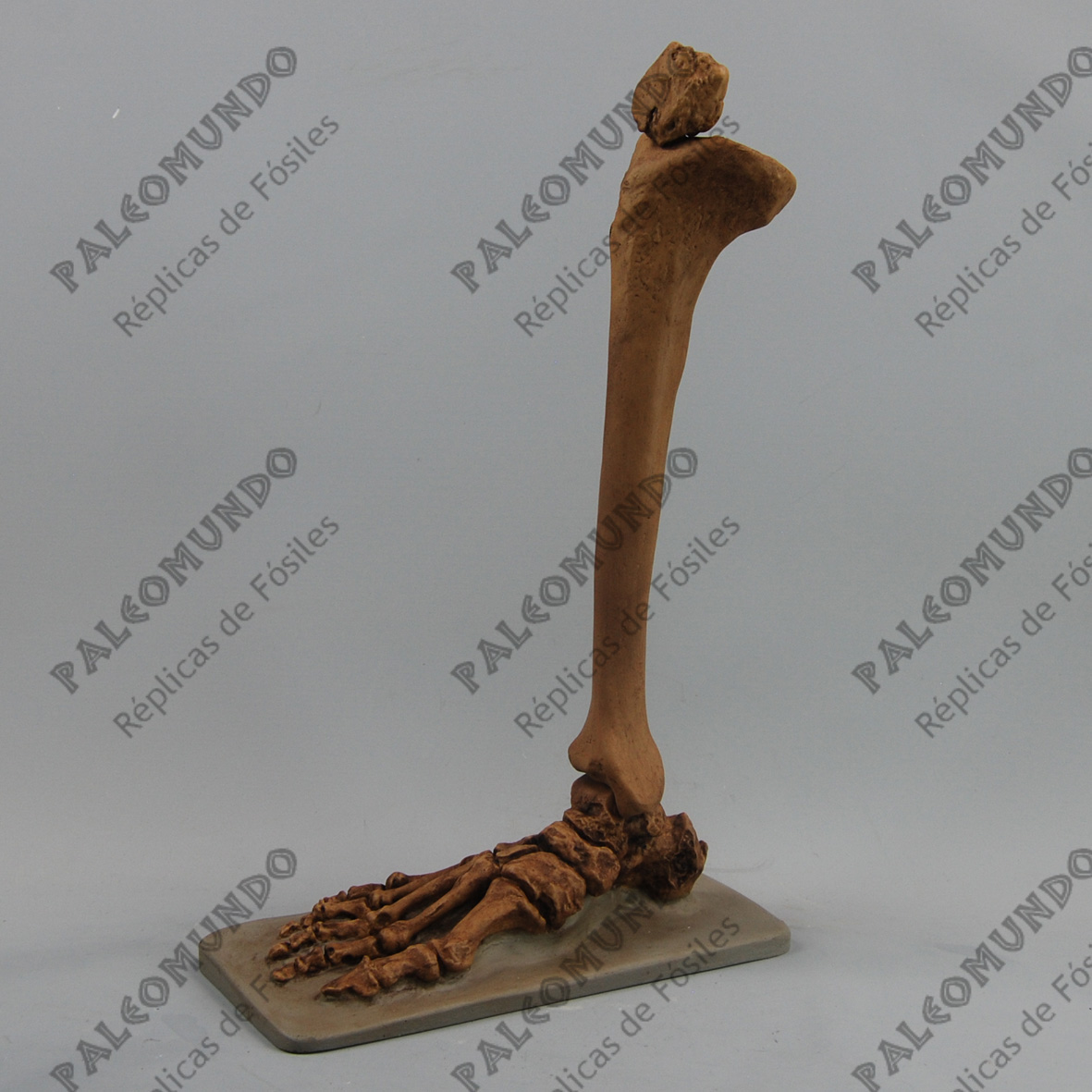 Homo neanderthalensis