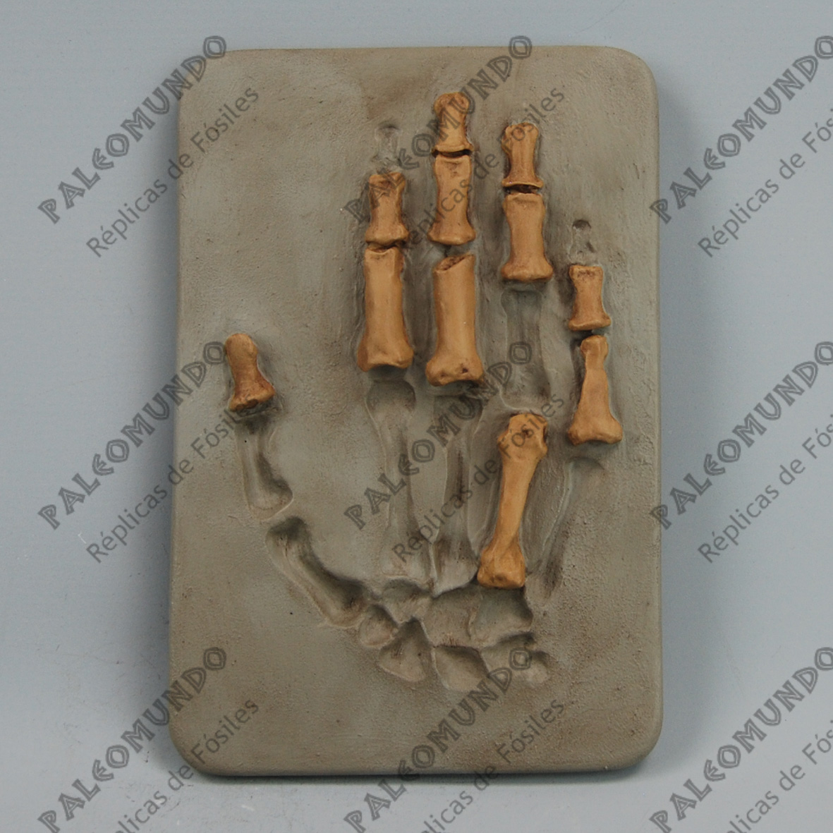 Homo neanderthalensis