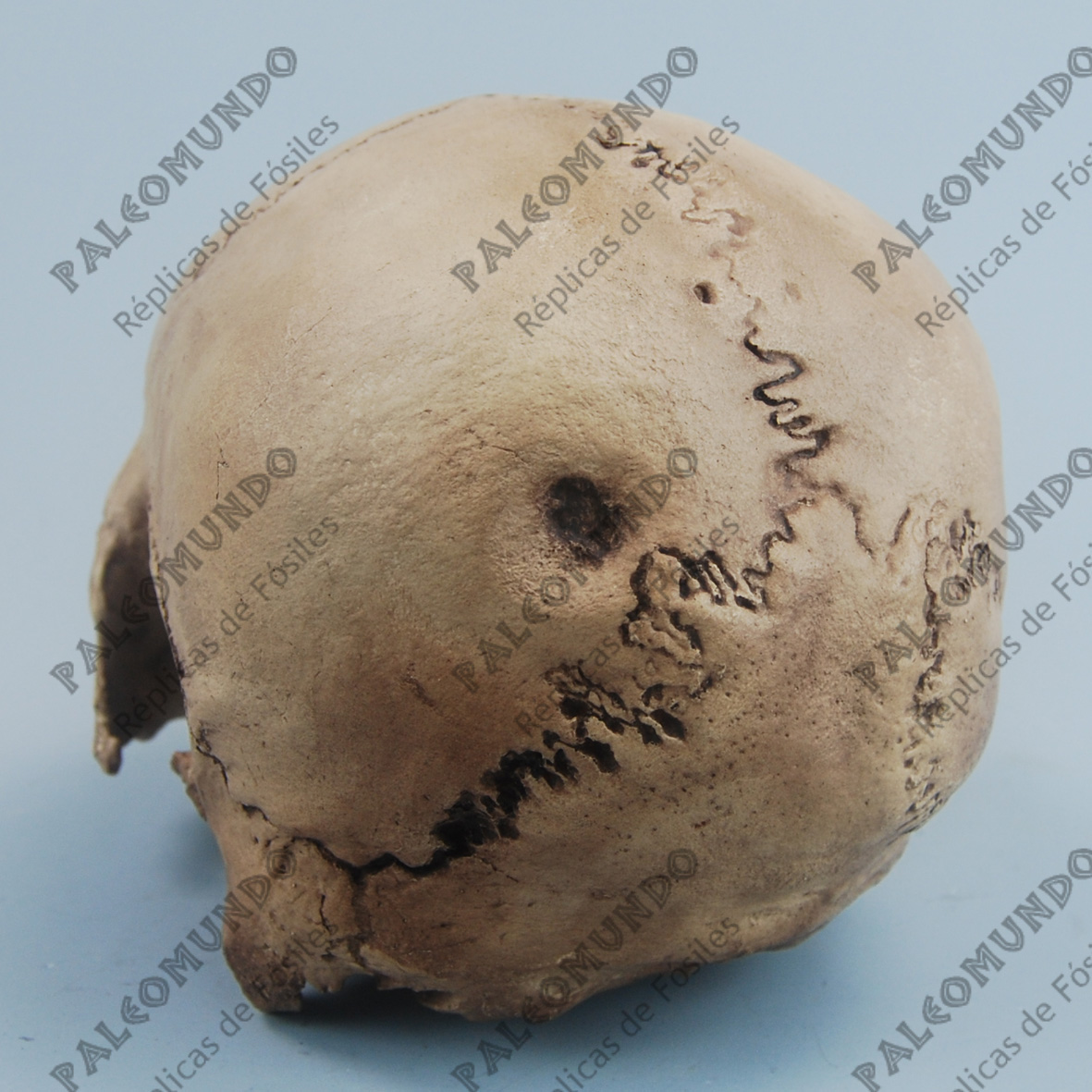 Homo sapiens ( Hombre de Mechta-Afalou)