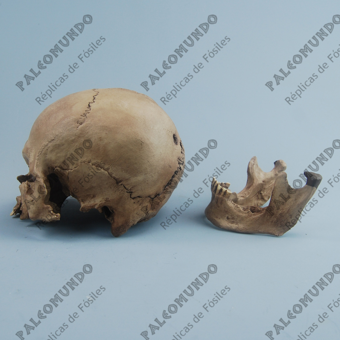 Homo sapiens ( Hombre de Mechta-Afalou)