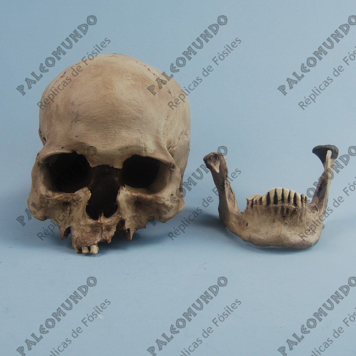 Homo sapiens ( Hombre de Mechta-Afalou)