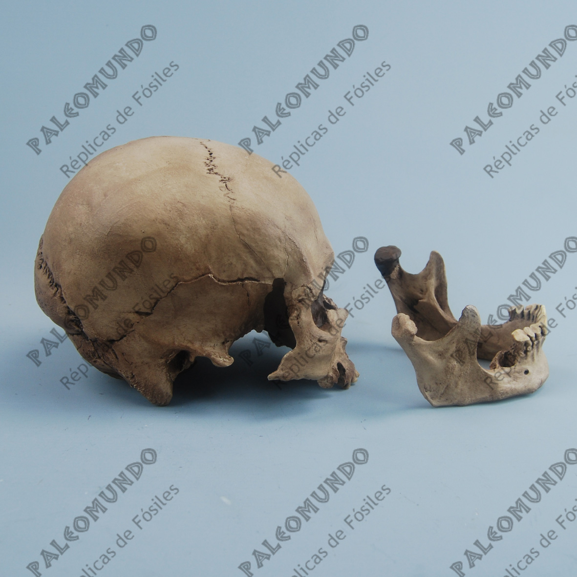 Homo sapiens ( Hombre de Mechta-Afalou)