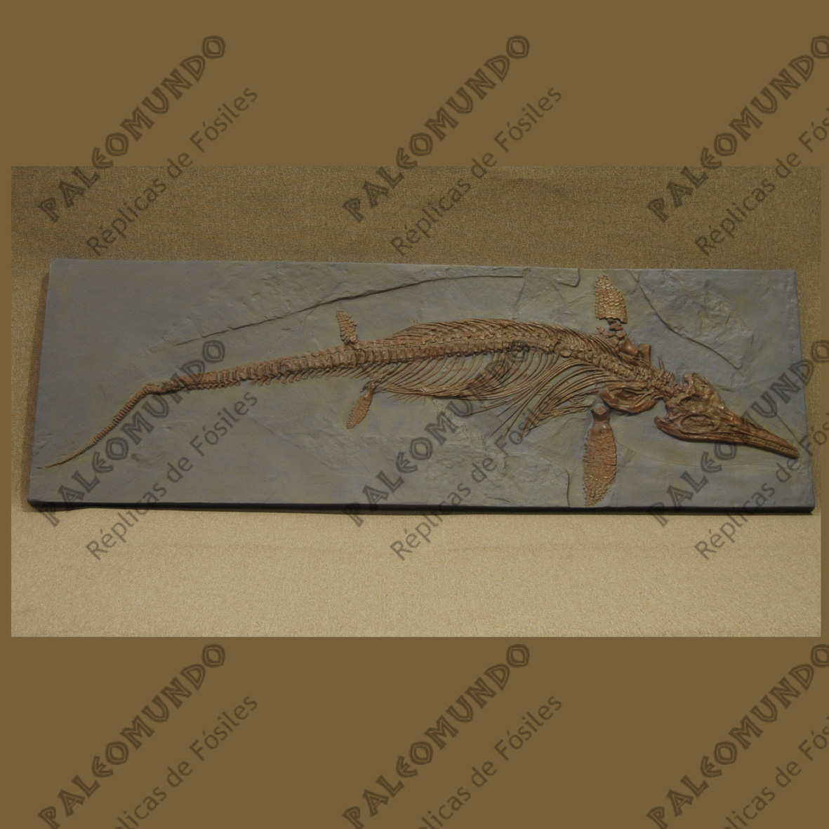 Ichthyosaurus intermedius