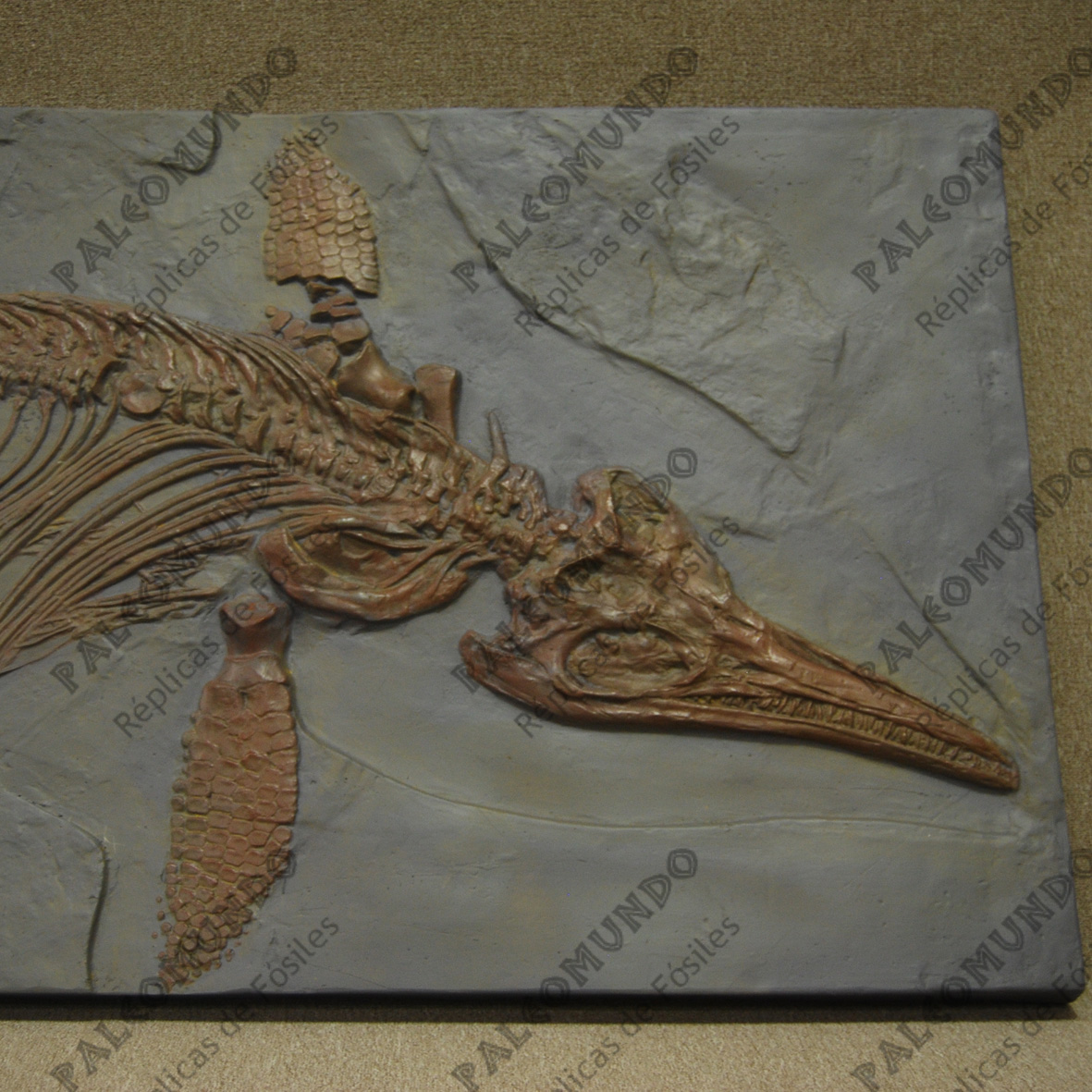 Ichthyosaurus intermedius