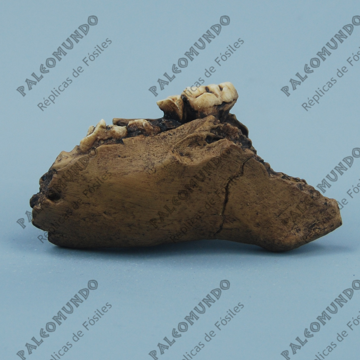 Kenyanthropus platyops