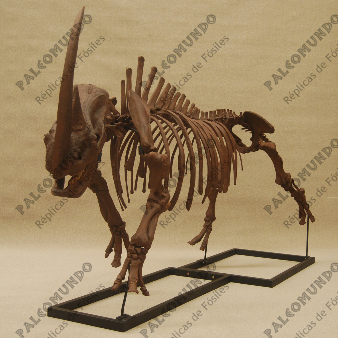 Coelodonta antiquitatis