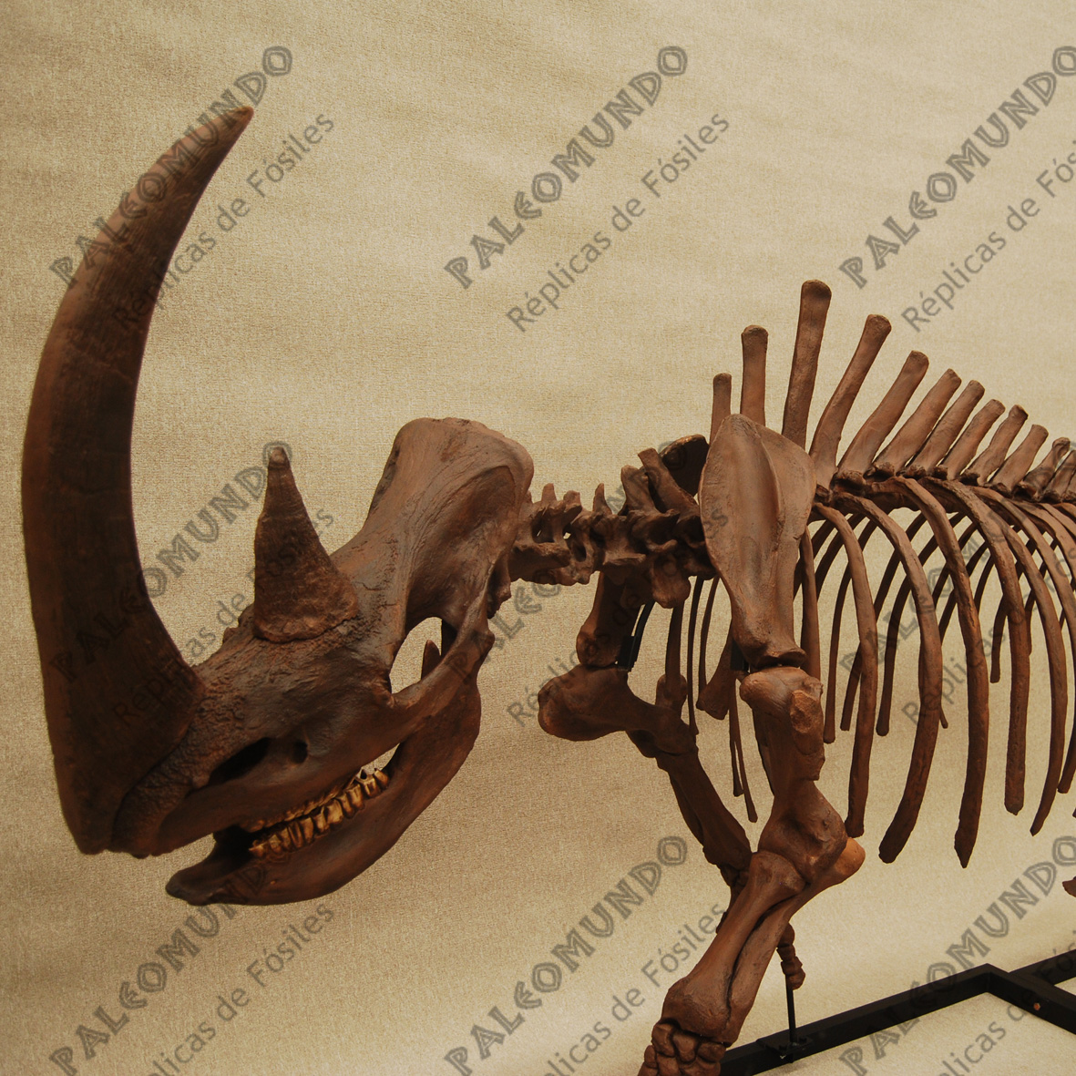 Coelodonta antiquitatis