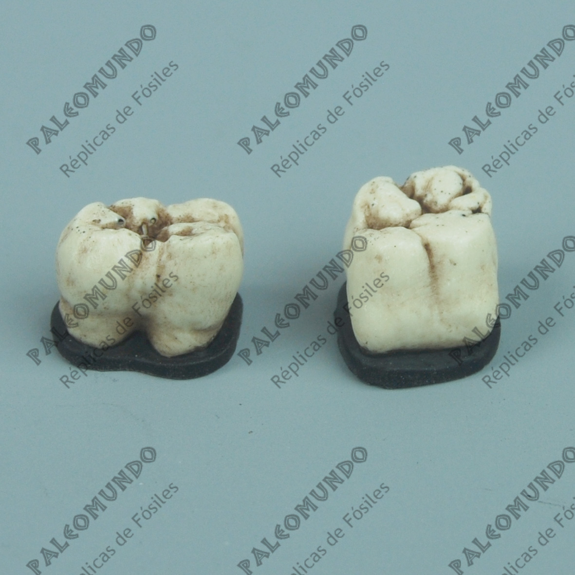 Gigantopithecus blacki