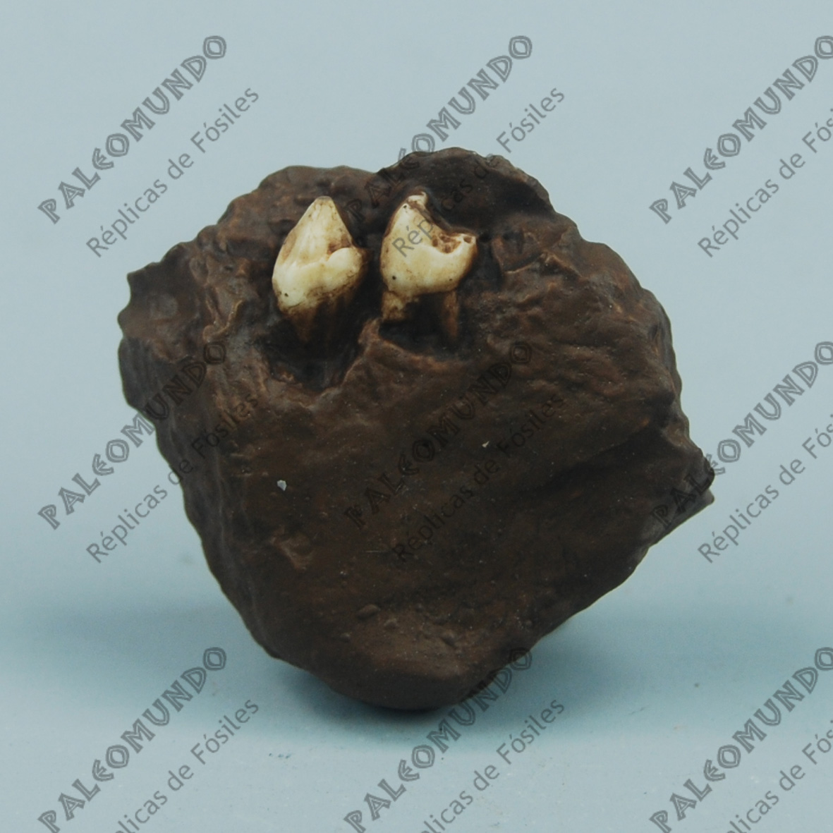 Oreopithecus bambolii