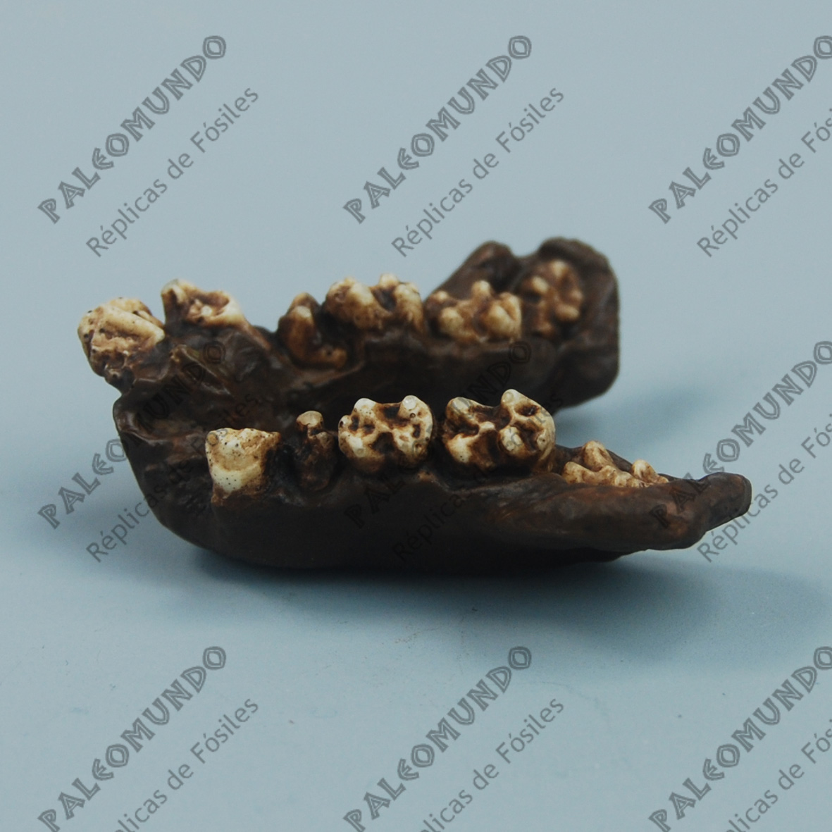 Oreopithecus bambolii