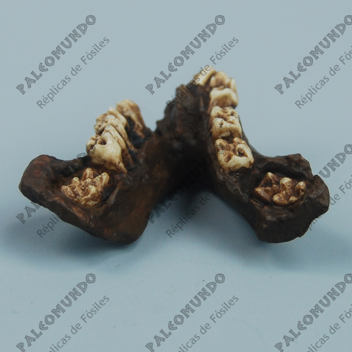 Oreopithecus bambolii