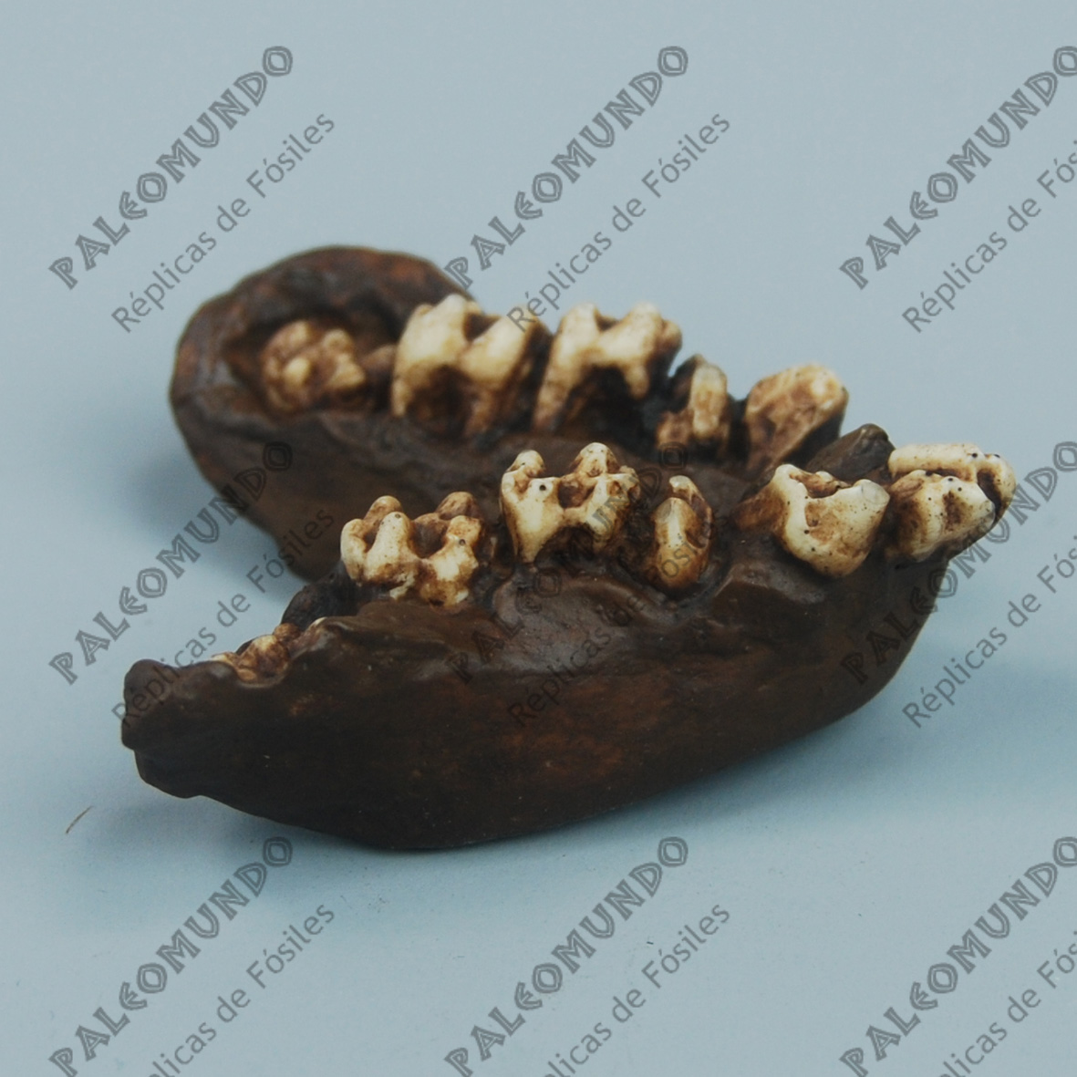 Oreopithecus bambolii