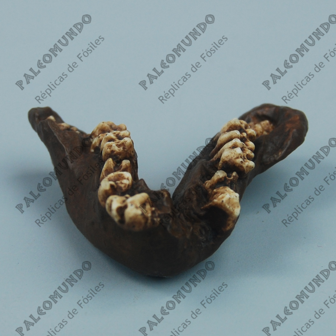 Oreopithecus bambolii