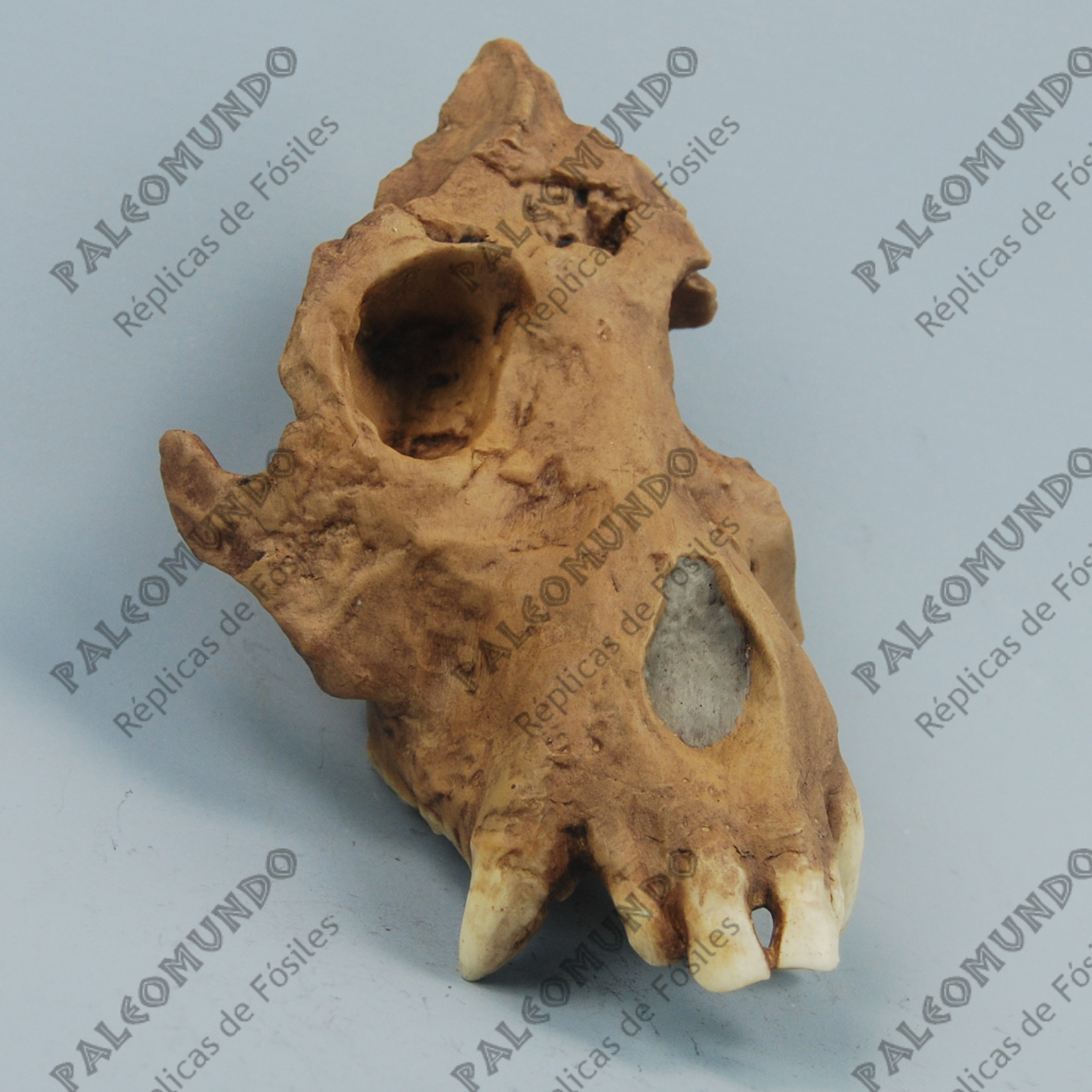 Afropithecus turkanensis