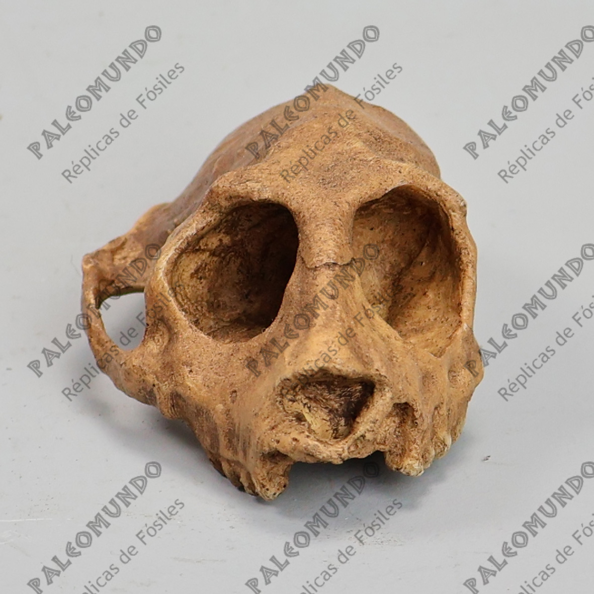 Parapithecus grangeri