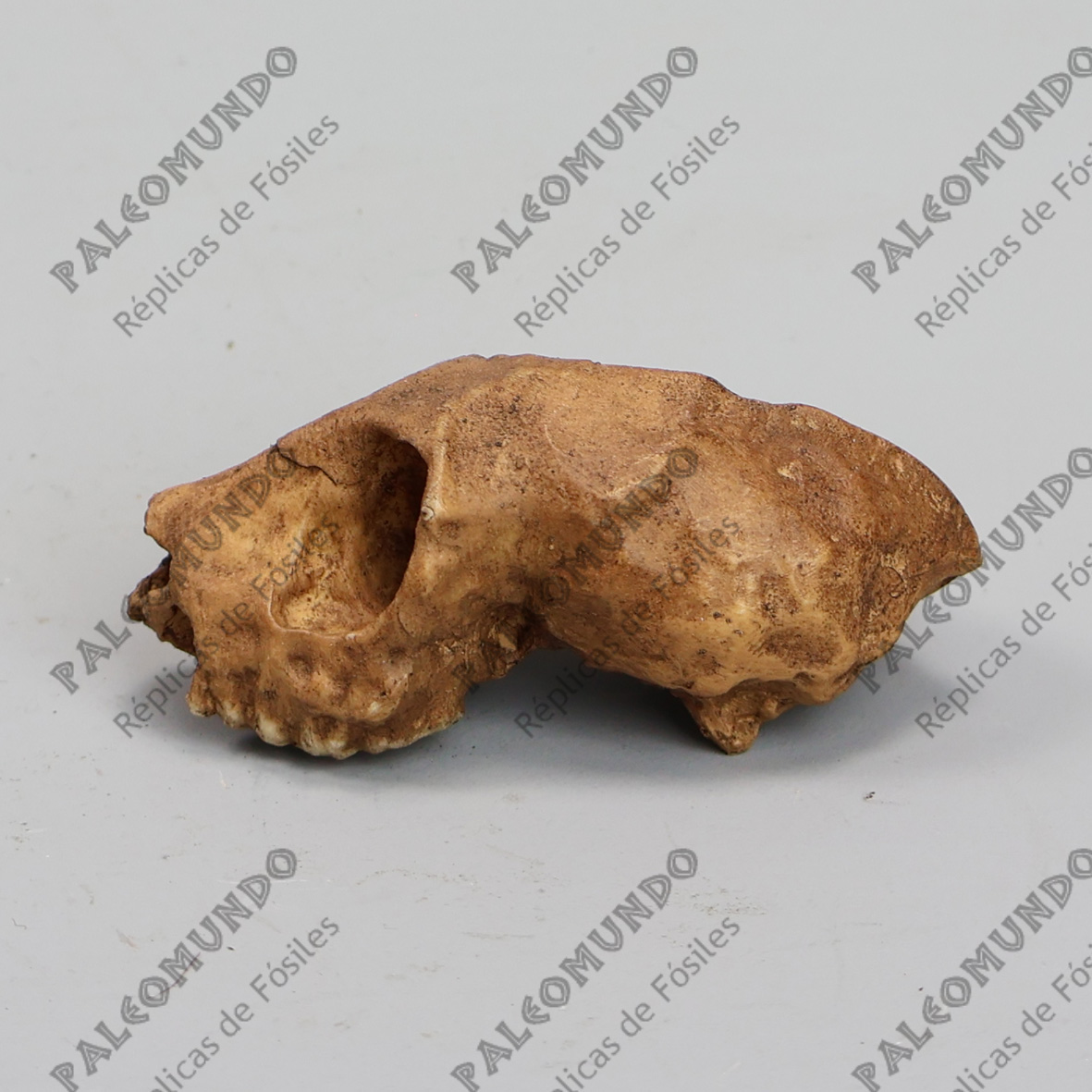 Parapithecus grangeri