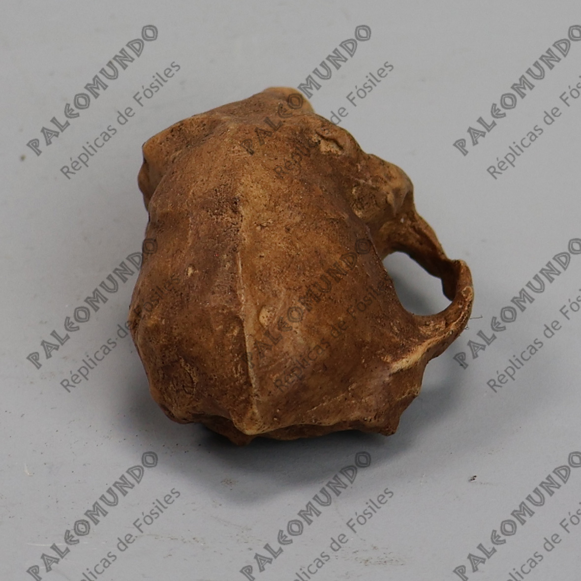 Parapithecus grangeri