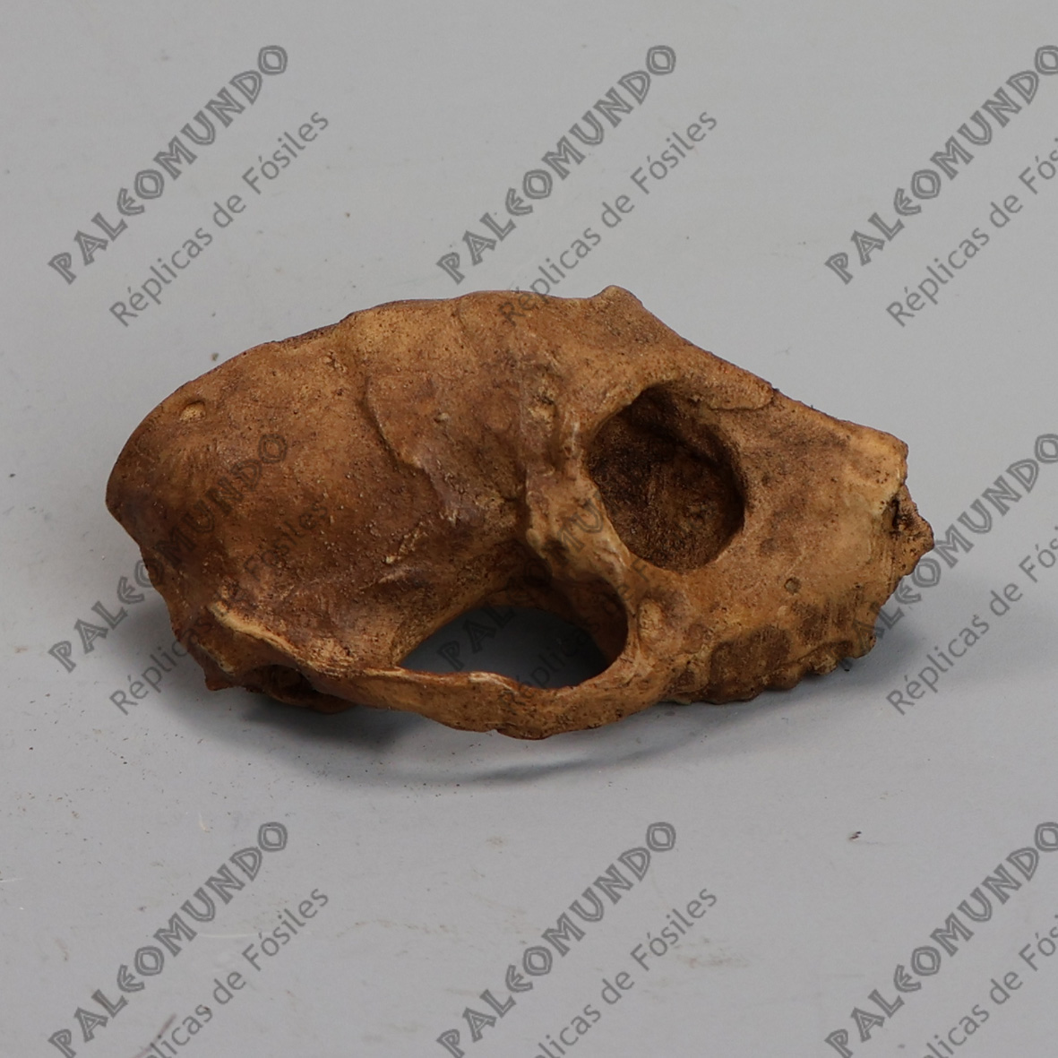 Parapithecus grangeri