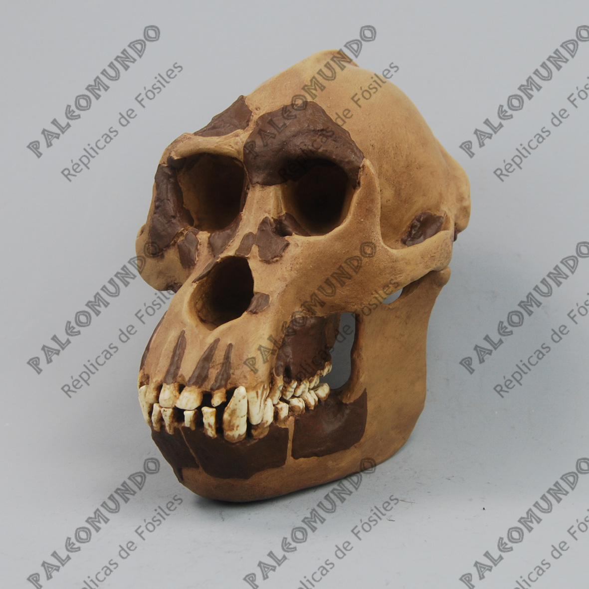 Hispanopithecus laietanus (Jordi)